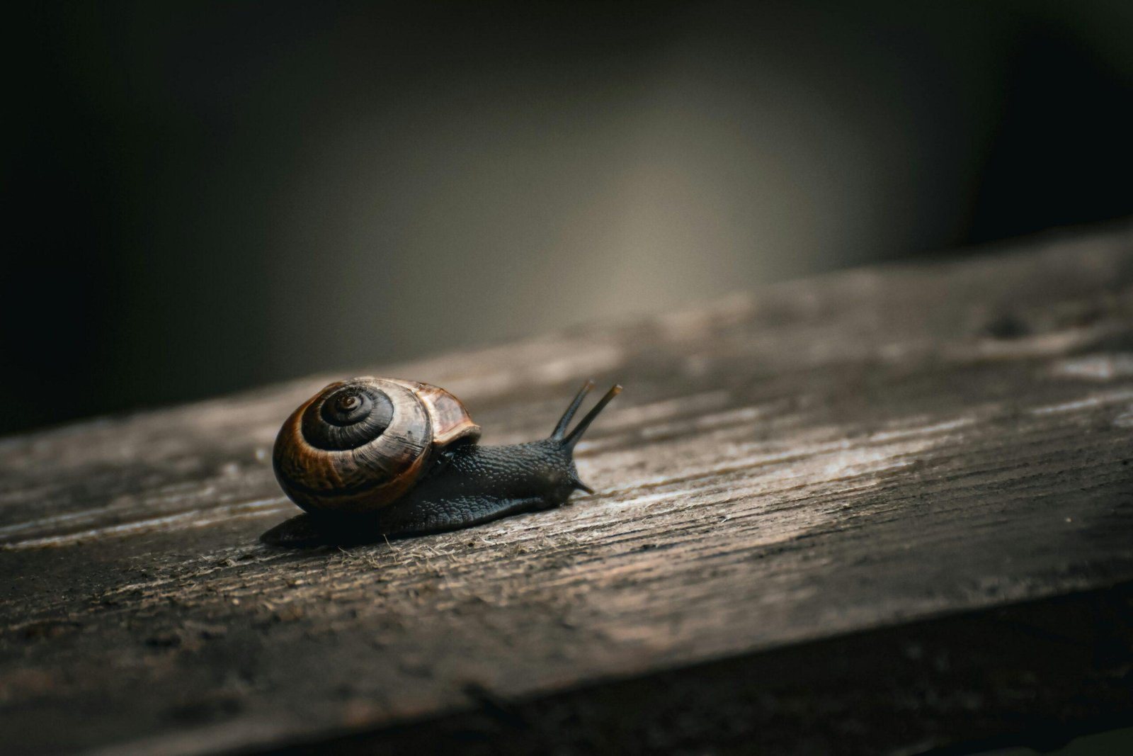 A detailed view of a garden snail crawling over a textured wooden surface under soft natural lighting.